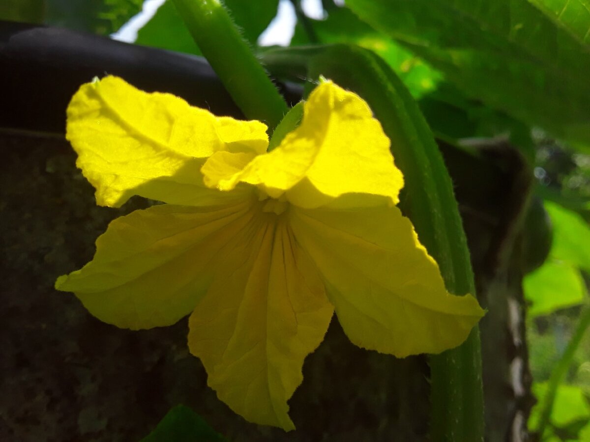 Как только обнаруживается первый цветок, огурцы попадают "под прицел" ежедневных проверок: ну что там? выросло?