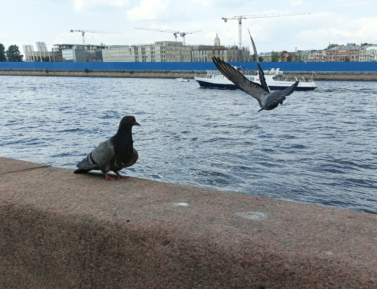 Кто может затмить красоту Невы? Стройка и голуби.