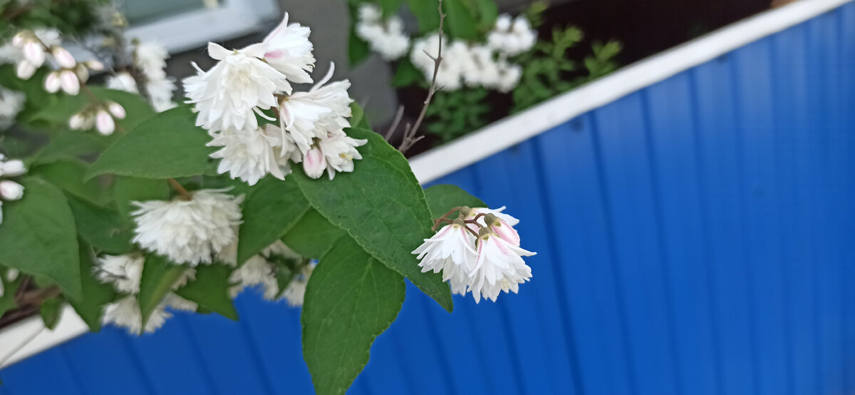 На фото кустарник Дейция