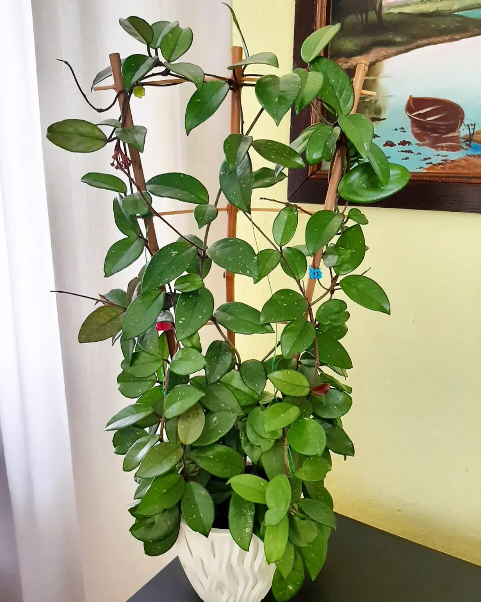 Карноза на опоре. Здесь несколько черенков посажены вместе.