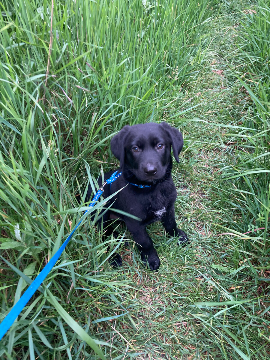 Фото нашего пса.