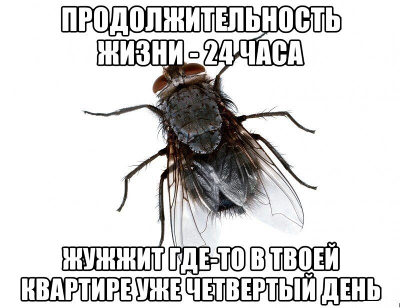 Ох уж эти картинки из интернета) Даже не надейтесь на 24 часа - вики пишет, что "Как у всех насекомых, продолжительность жизни мух сильно зависит от температуры окружающей среды и их полный жизненный цикл может длиться от 8 до 20 дней. Обычная комнатная температура 23—25 °С является для них оптимальной". Двадцать дней с мухой - как тебе такое, Илон Маск?))
