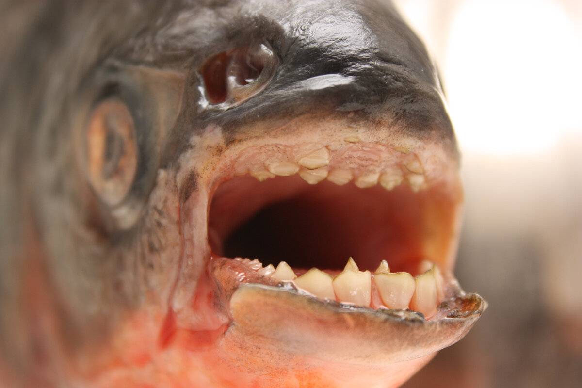 Рыба с зубами как у человека фото