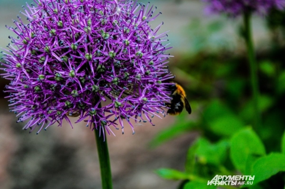    В Томске 11 июня синоптики прогнозируют до +23 градусов