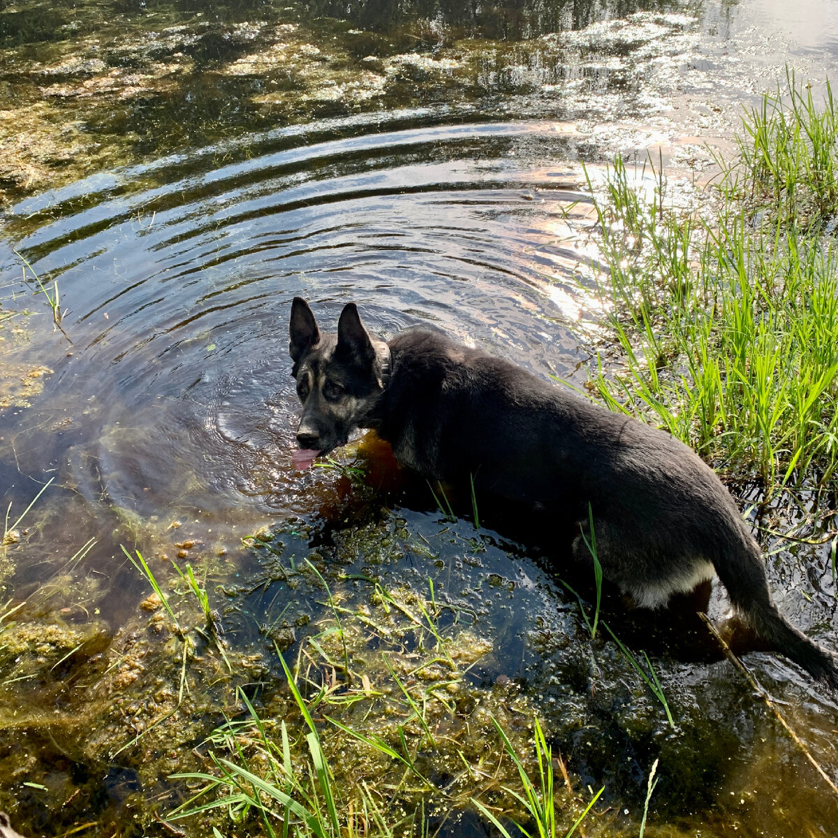 Водные процедуры старины Ральфа