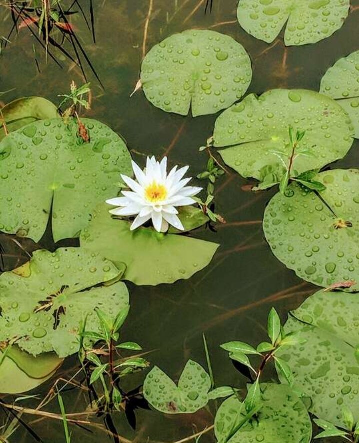 Фото из свободного источника