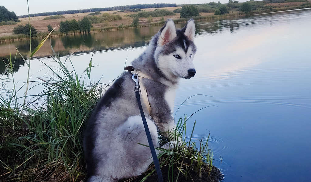 Хаски по имени Мани