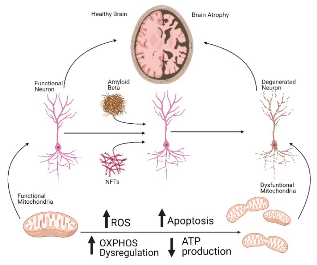 Митохондриальная дисфункция является ранним, решающим компонентом клеточной смерти при болезни Альцгеймера (БА). Дисрегуляция окислительного фосфорилирования (OXPHOS), включая дисфункцию АТФ-синтазы, вызывает снижение производства АТФ и увеличение ROS. Это в конечном итоге приводит к повышению уровня апоптотической гибели клеток не только в нейронах, но и в других типах клеток  нервного центра. 
Повышенная гибель клеток может вызывать серьезные повреждения в мозге пациентов, что 
Интересно, что дисфункция митохондрий, включая дисрегуляцию OXPHOS, является ранним событием при БА, предшествующее накоплению амилоида и присутствию нейрофибриллярных клубочков neurofibrillary tangles (NFTs). 
