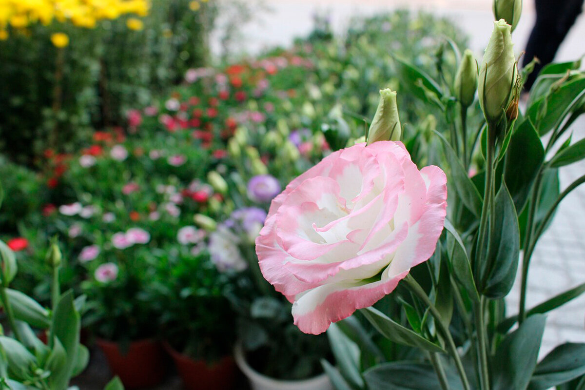    Фото: Quanmanu / Pixabay