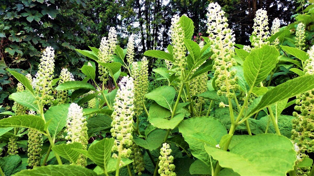 Phytolacca (лаконос американский)