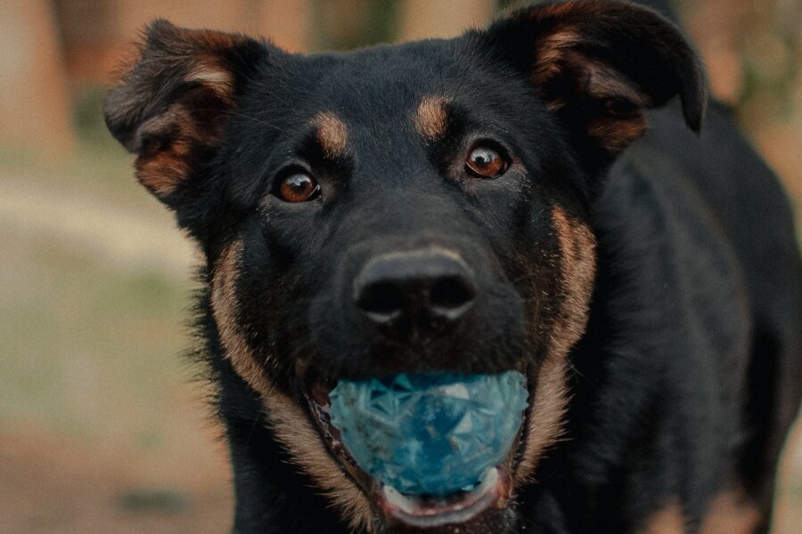 Красавчик Хан ищет дом. Он будет очень рад поиграть и уже принёс любимый мячик. https://rayfund.ru/animal/han/. 