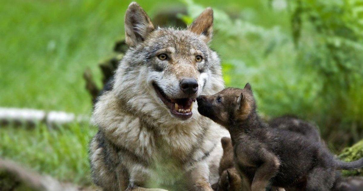 Волчица с волчатами фото. Кенгуру и волк. Кормящая волчица. Волчица кормит волчат. Дикие волки 3