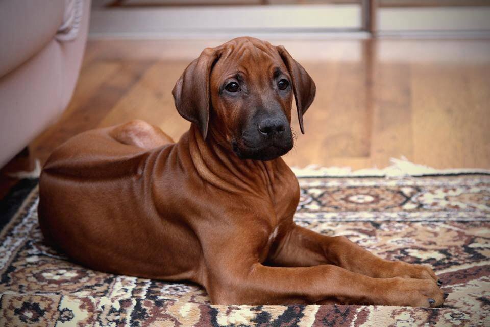 Фото собак порода родезийский риджбек фото