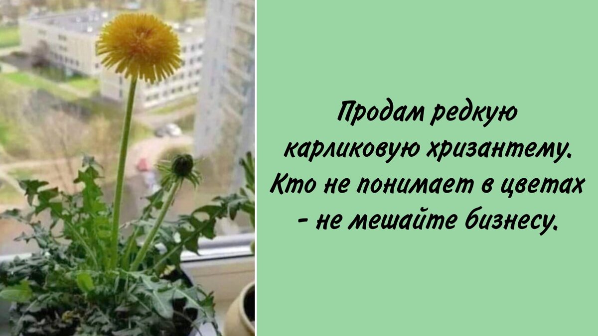 Это веселое объявление можно встретить на Авито