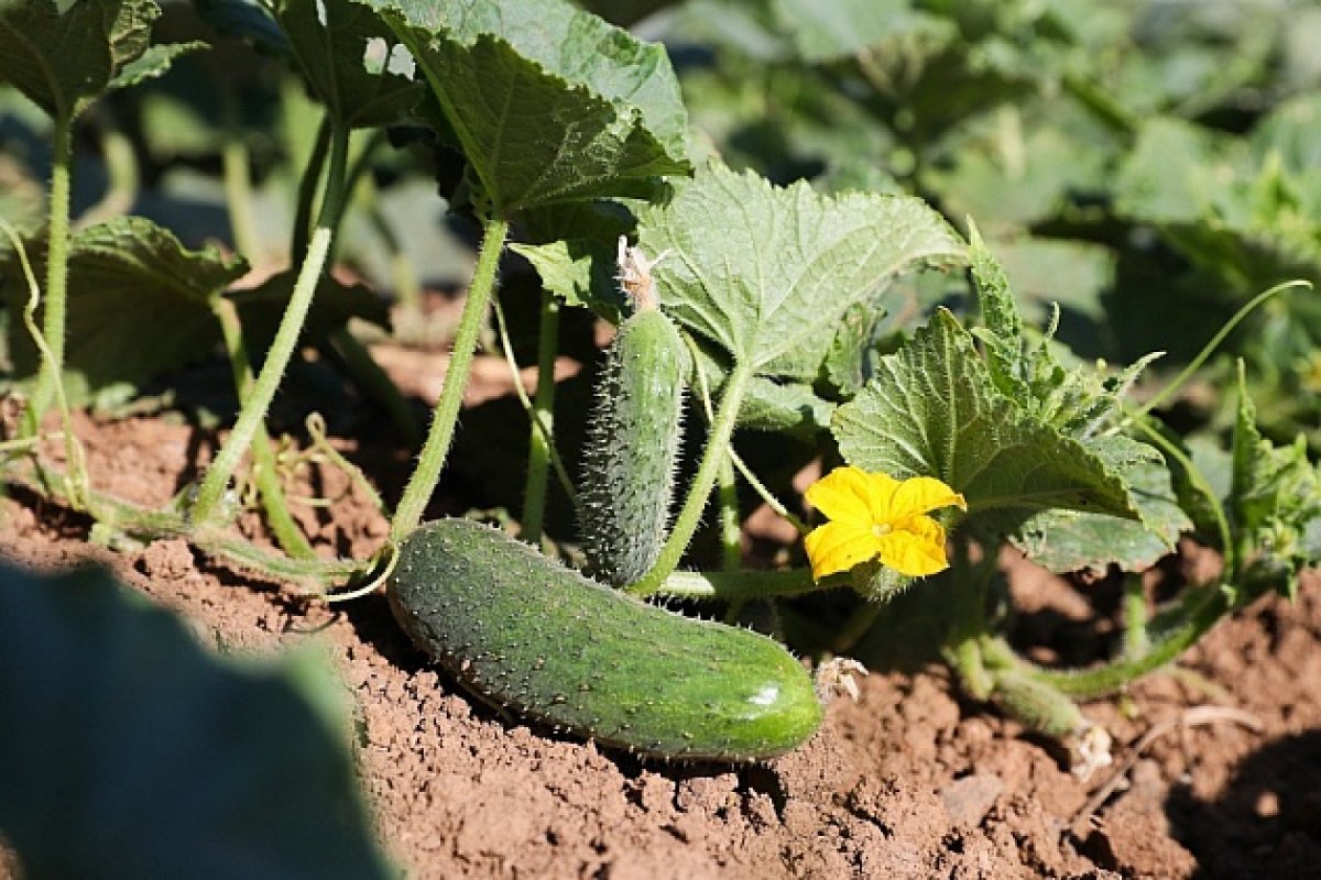    С похмелья и во время диет помогут волгоградцам огурцы
