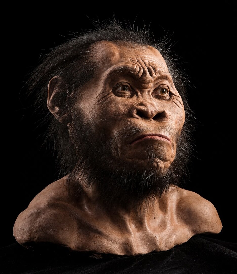 Реконструкция Homo naledi, автор - John Gurche
