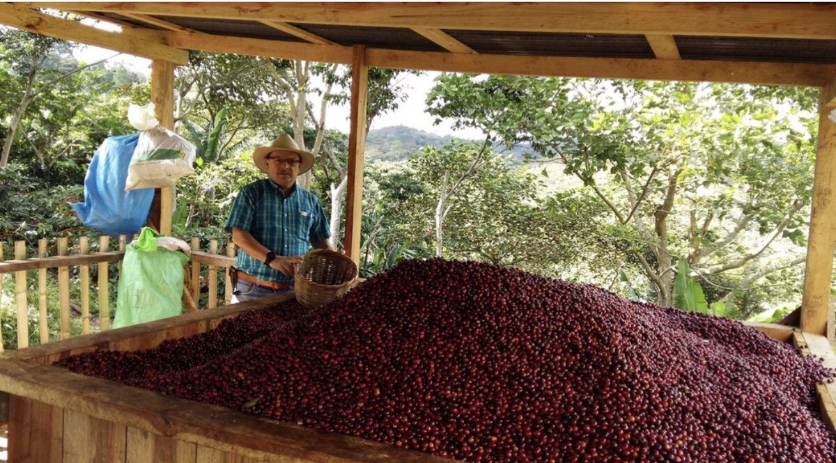 На фото Гонсало Адан Кастилльо, победитель кофейного конкурса в Никарагуа среди фермеров. С 2010-х годов в стране появились организации, заботащиеся об уровне работы фермеров. 