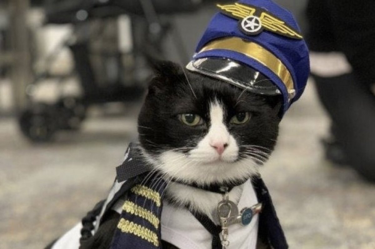    Новым сотрудником аэропорта Сан-Франциско стал кот