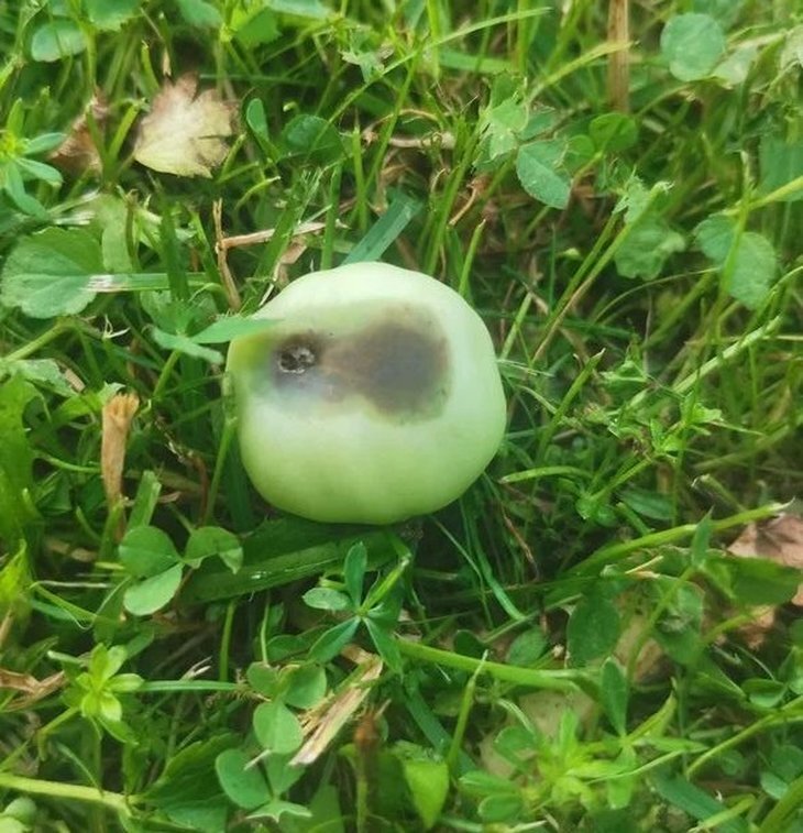     6 общих проблем с помидорами и как их исправить - шпаргалка для огородников!
