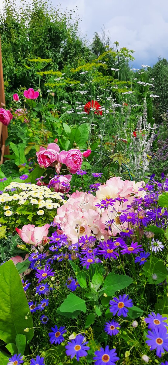 2. Брахикома и розы. 2 фото, листайте