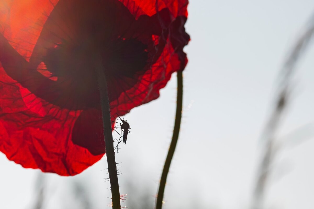    unsplash