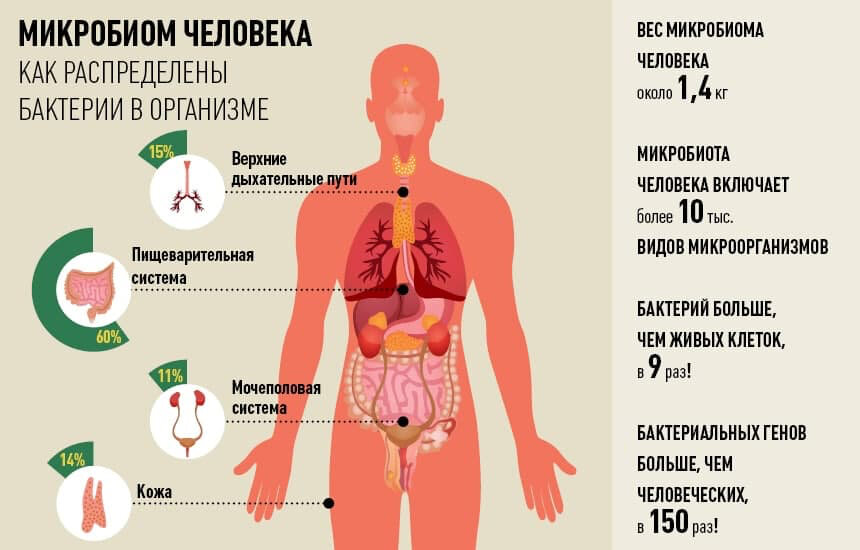 Виды микроорганизмов влияющих на организм человека схема