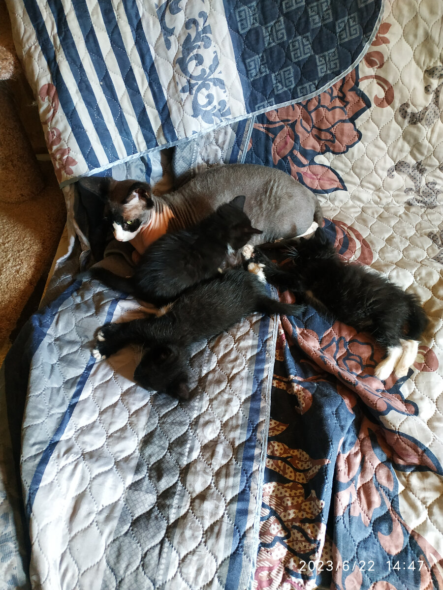 Доллар и котята