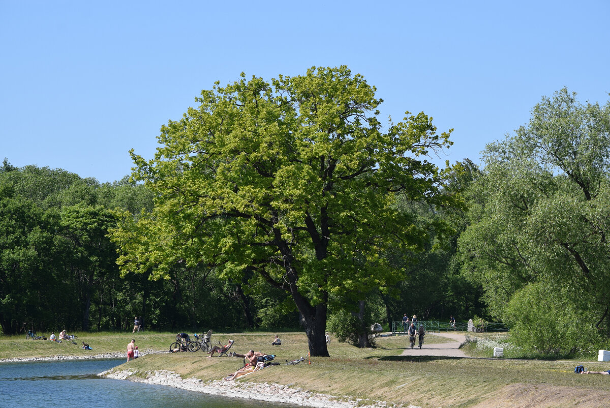 Луговой парк, Петергоф