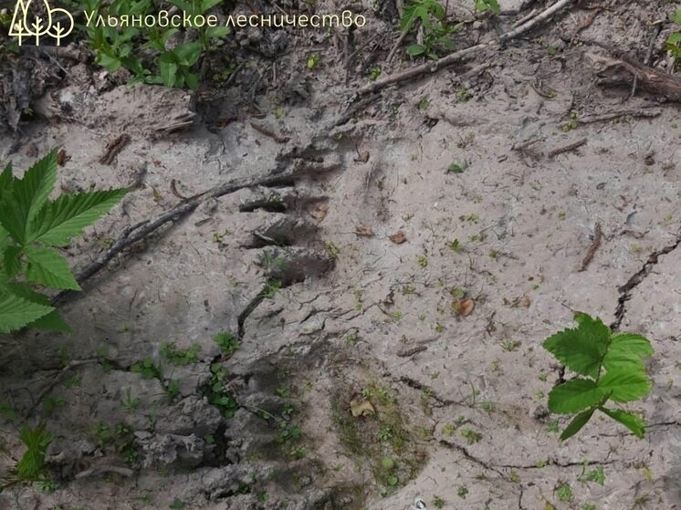     Фото: минприроды Калужской области