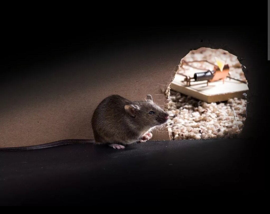 Притча про мышь и мышеловку 