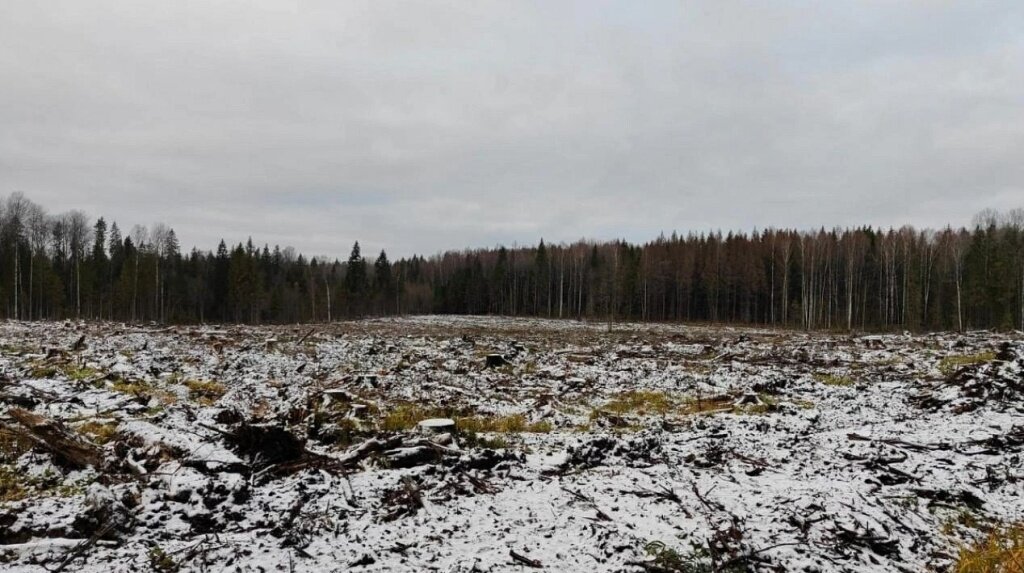 В Тверской области будут судить чёрного лесоруба, спилившего деревья на 21,2 млн