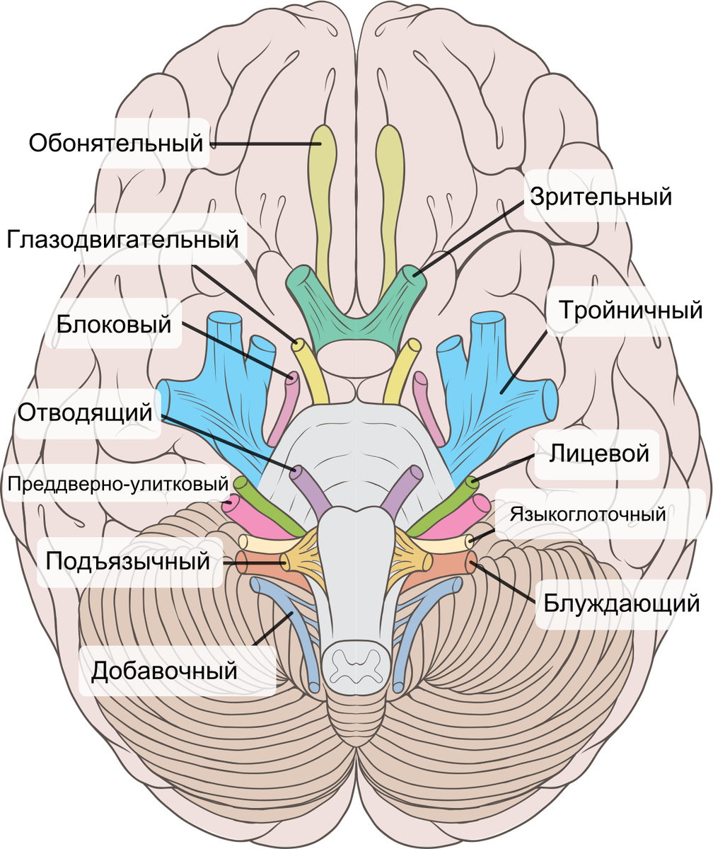 7 пара черепных нервов схема