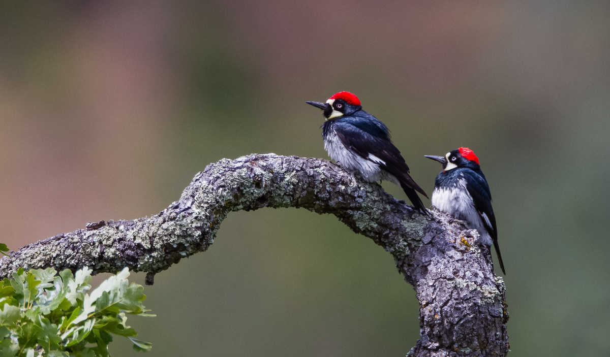   (. Melanerpes formicivorus)    .  ,      ,    .-2