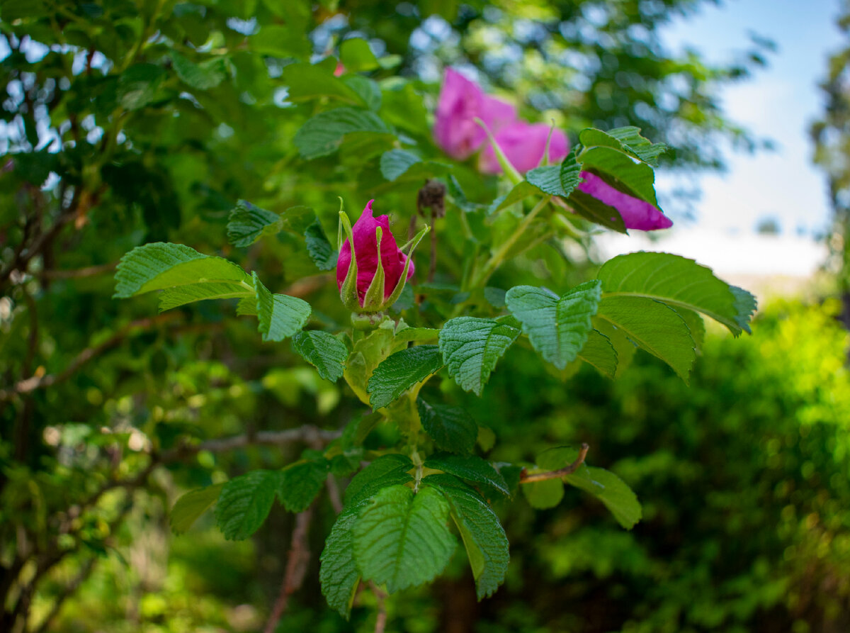 Бутон. Фотография автора статьи.
