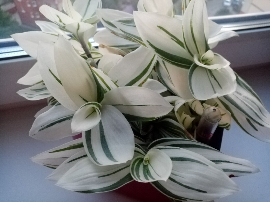 Шикарно выглядит при длинном световом дне. Фото автора