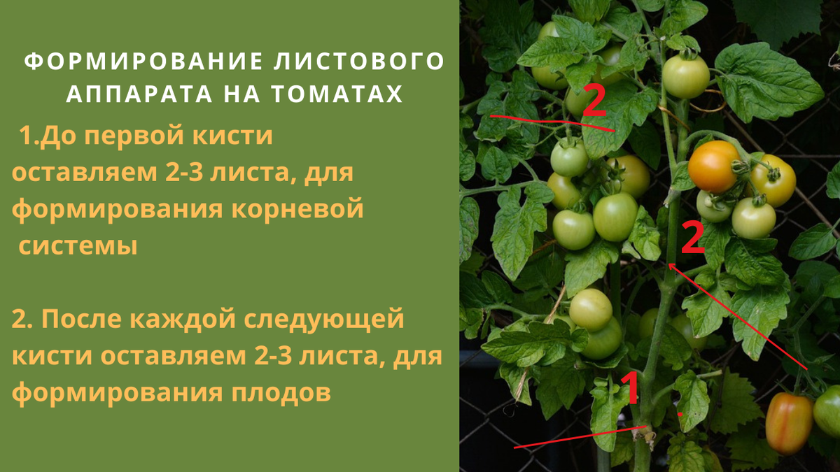 Как удалить листья на томате, чтобы помидоры росли гроздями | Огородник из  Сибири | Дзен