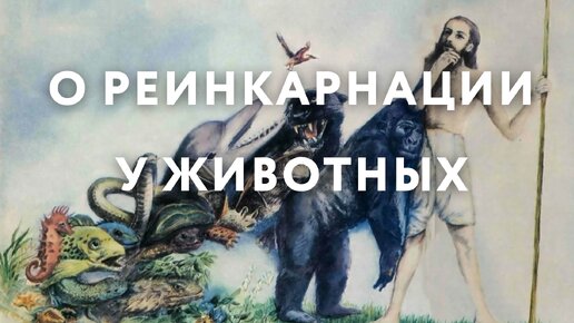 О реинкарнации у животных