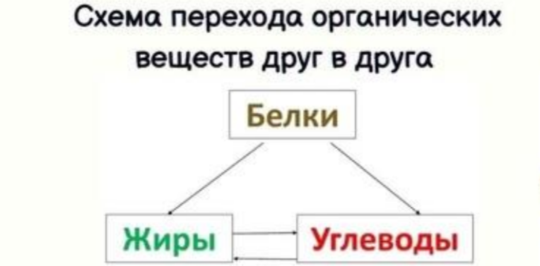 Органические вещества могут переходить друг в друга (но липиды и углеводы не могут переходить в белки)