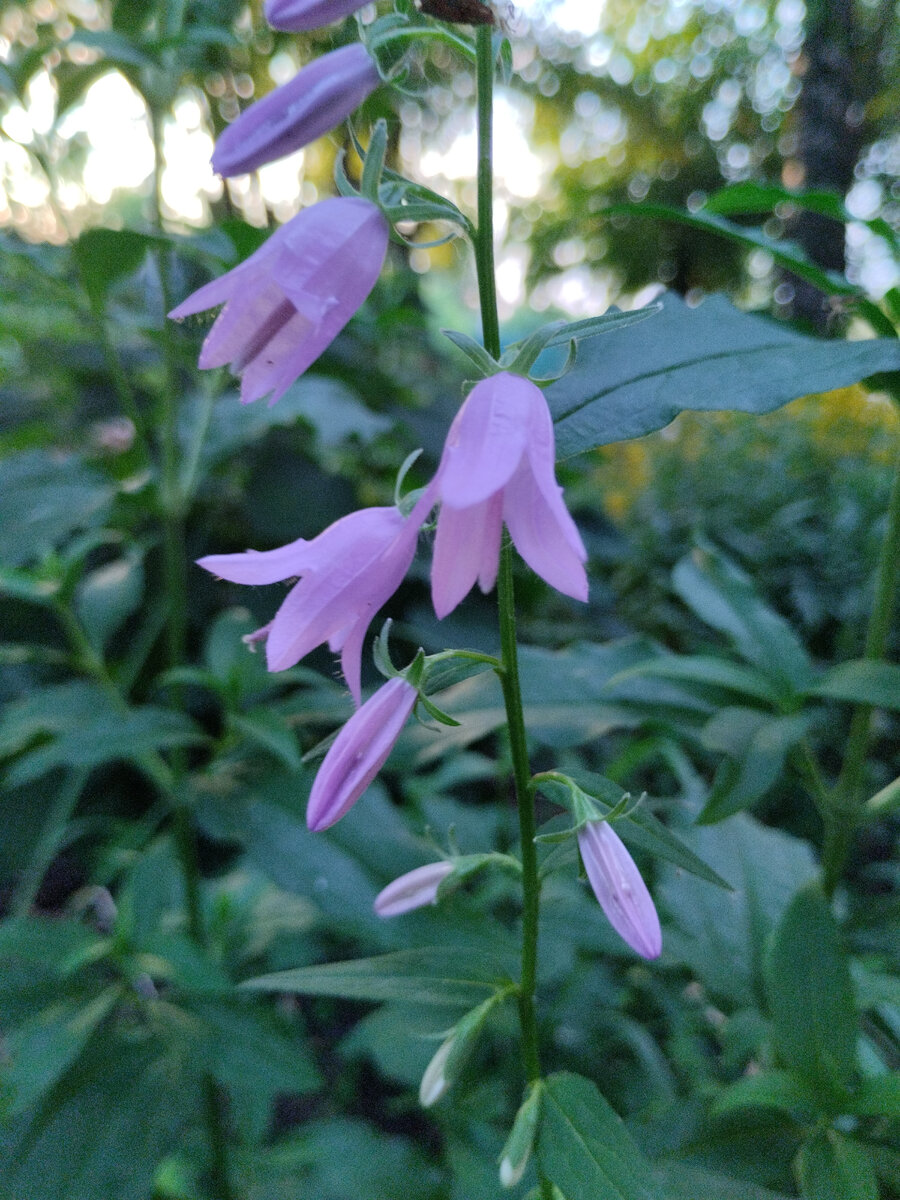 Садовый колокольчик перед закатом