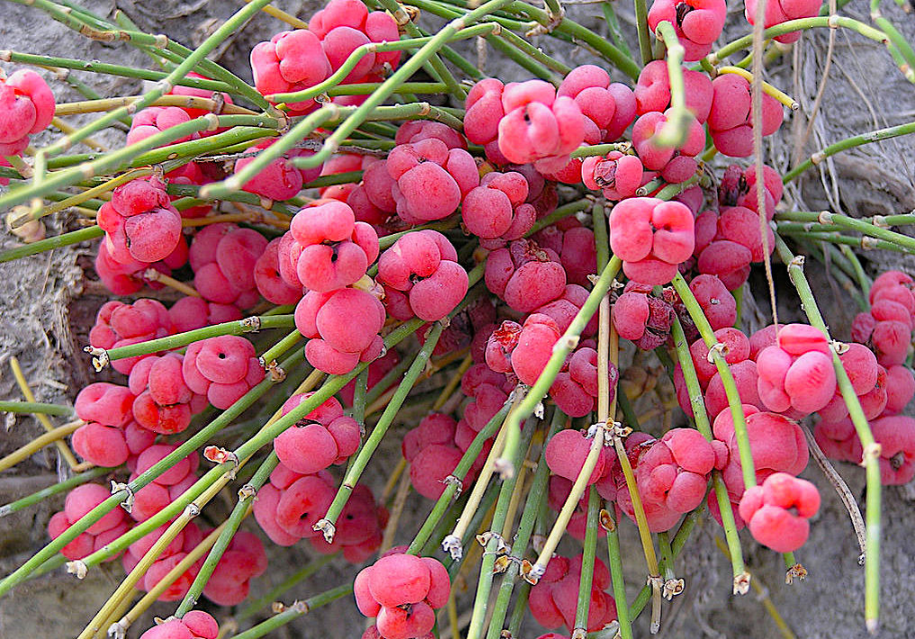 Кузьмичева трава 6 букв. Кузьмичева трава 6 букв. Хвойник двухколосковый ephedra distachya. Хвойник двухколосковый ephedra distachya. Хвойник хвощевой.