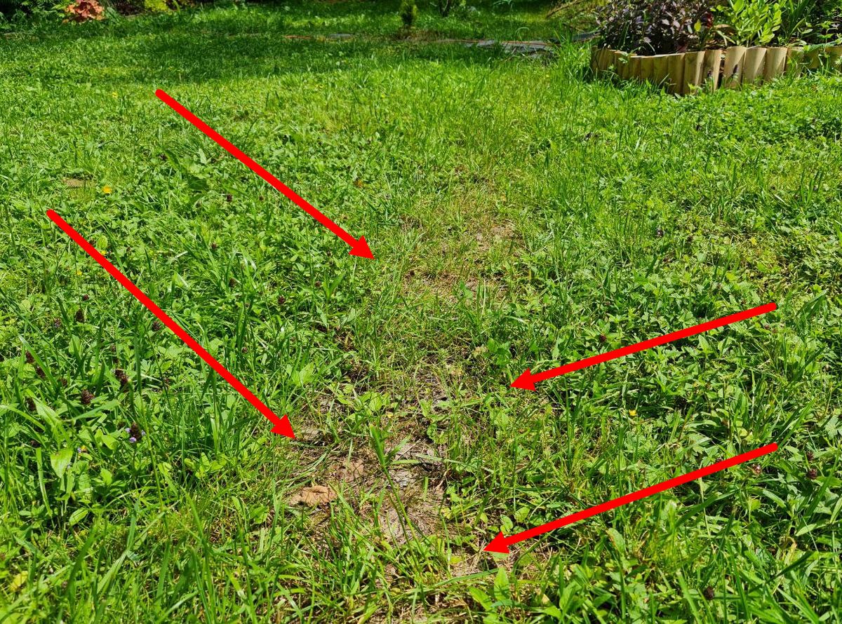 Участок, где два года назад был густо посажен газон на месте прокладки дренажной трубы