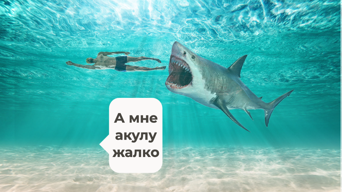 Некоторые комментируя трагедию в Хургаде выражают сочувствие акуле. Коллаж, фото unsplash.com