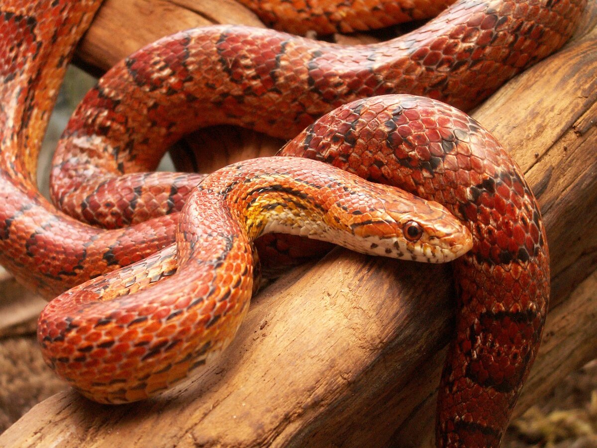 Источник: https://damion.club