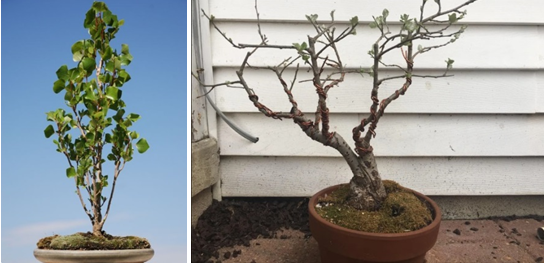 Источники: https://ru.pinterest.com/pin/poplar-bonsai--421790321322047777/ https://www.reddit.com/r/Bonsai/comments/8d0dax/i_couldnt_help_it_had_to_share_poplar/
