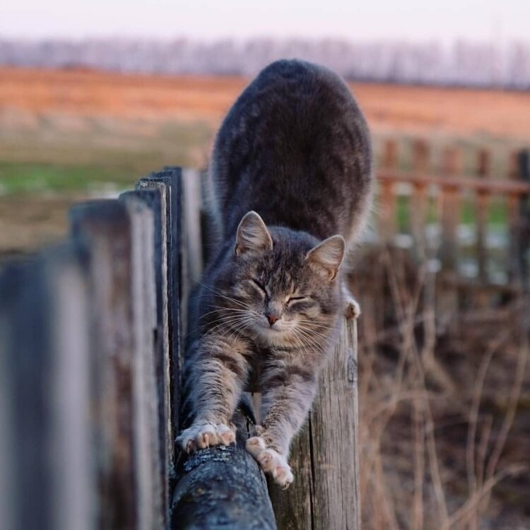 �������� ����: gamerwall.pro