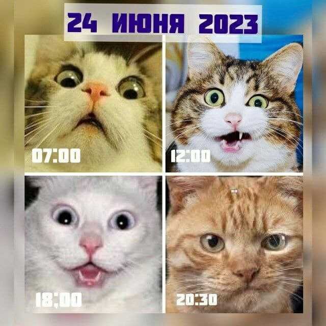 Котики знают