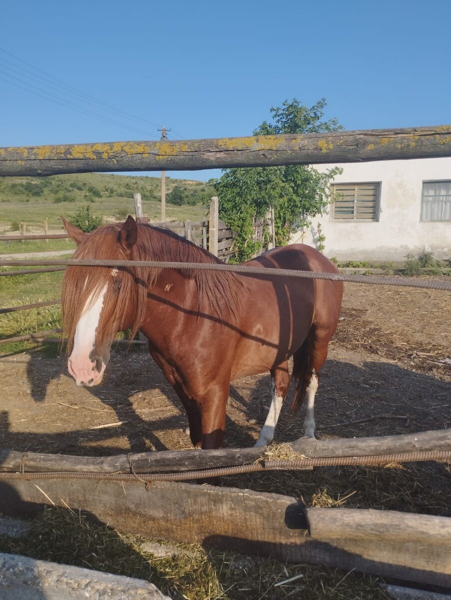 «А когда мне на дойку?»