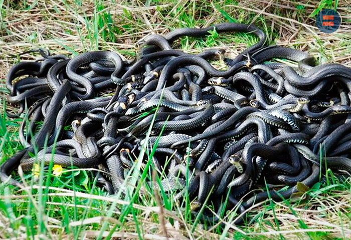 Каковы причины нашествия змей в Москве и Подмосковье?