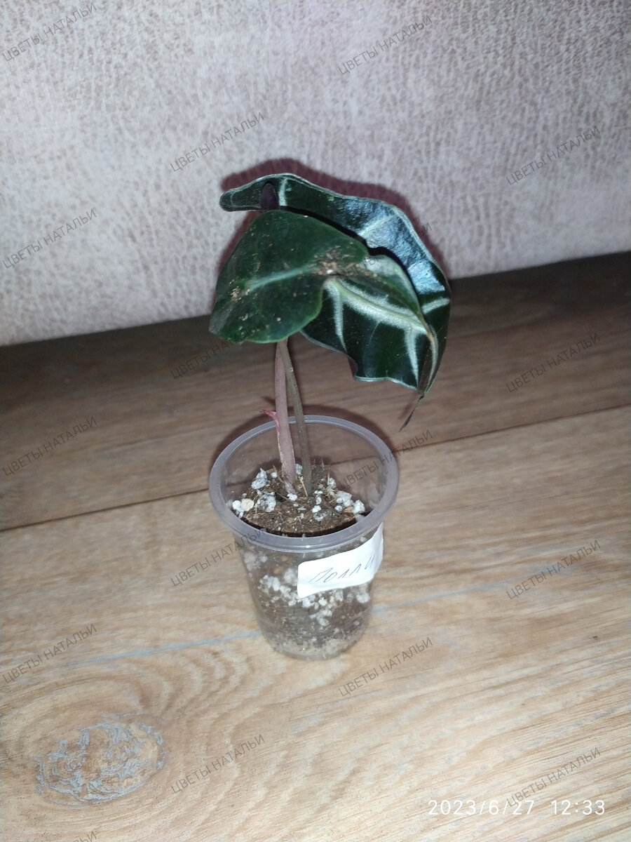 Alocasia Polly (Алоказия Полли)