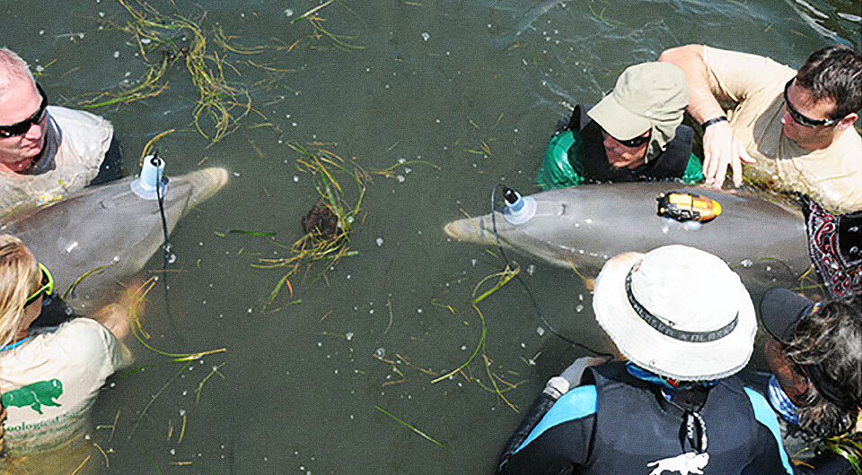     Исследователи прикрепили гидрофоны ко лбам афалин Laela S. Sayigh et al. / Proceedings of the National Academy of Sciences, 2023